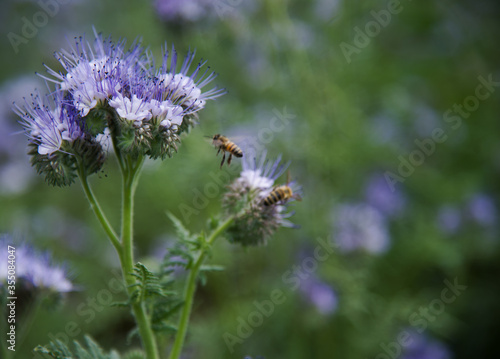 Blue phacelia flowers close-up on blurry background . Bees fly near blue flower. Honey flowers.