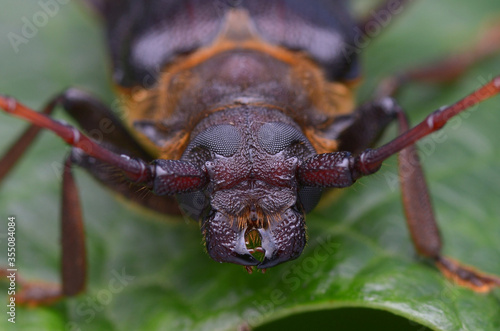 longhorn beetle from Borneo - Neosarmydus costipennis