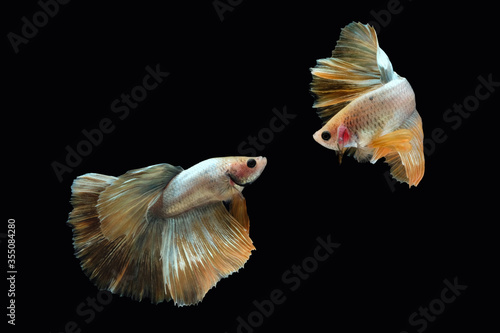Two dancing golden halfmoon rosetail marble grizzle betta siamese fighting fish isolated on black color background © miniartkur
