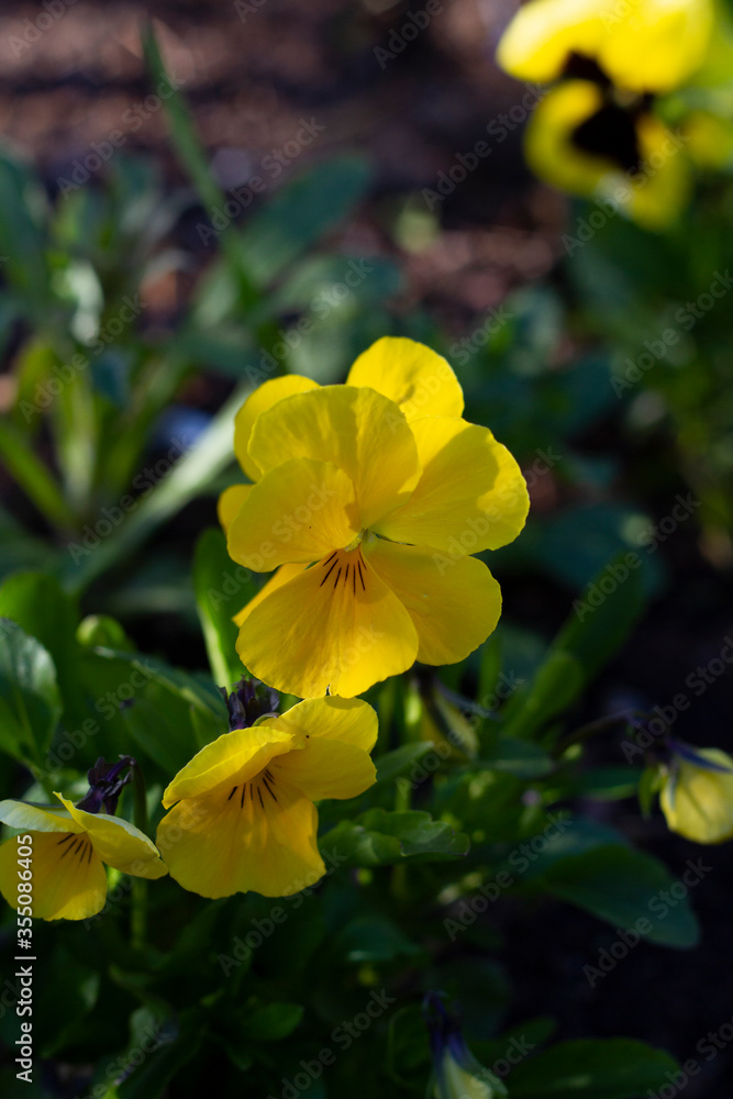 Beautiful yellow viola flowers closeup lit by the sun Beautiful yellow viola flowers closeup lit by the sun