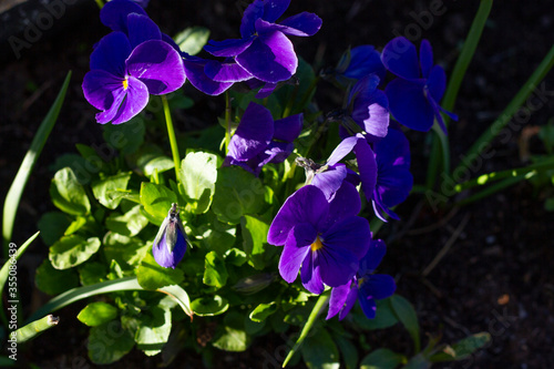 Beautiful blue viola flowers closeup lit by the sun