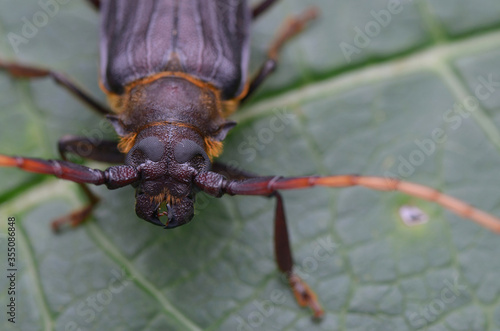 longhorn beetle from Borneo - Neosarmydus costipennis