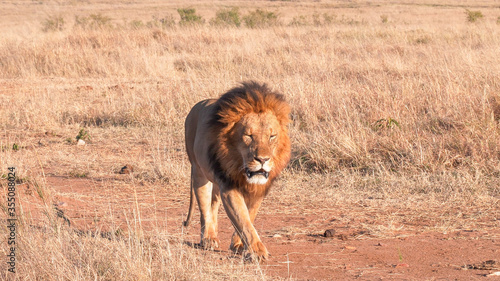 male lion approaching along a dirt track at masai mara in kenya
