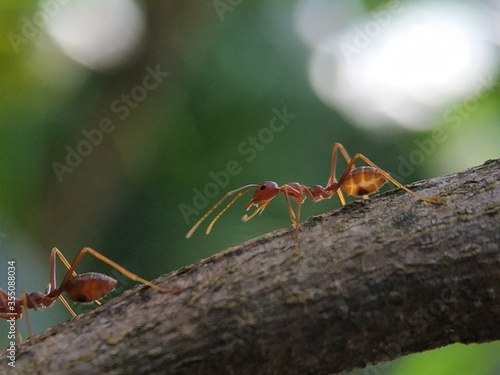 group of red ants trunk the concept of macro photography. Solenopsis