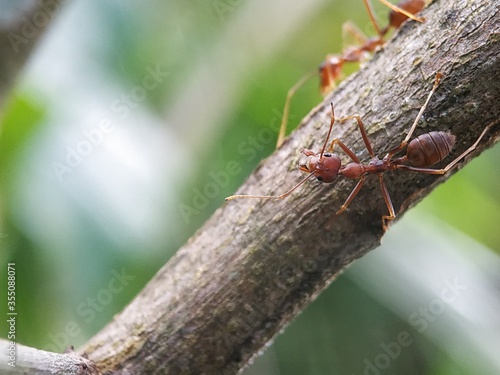 group of red ants trunk the concept of macro photography. Solenopsis