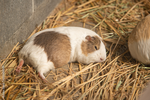 大崎公園子供動物園 昼寝するモルモット