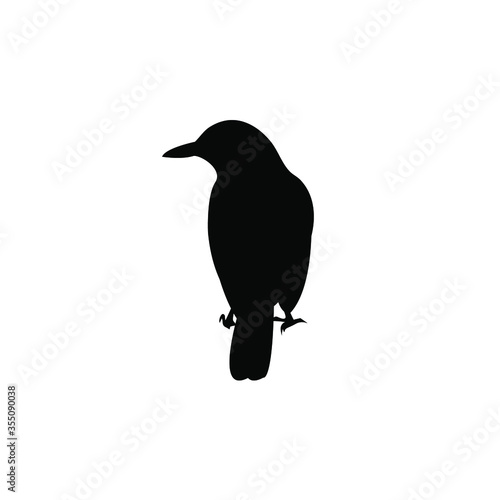 blackbird isolated on white background