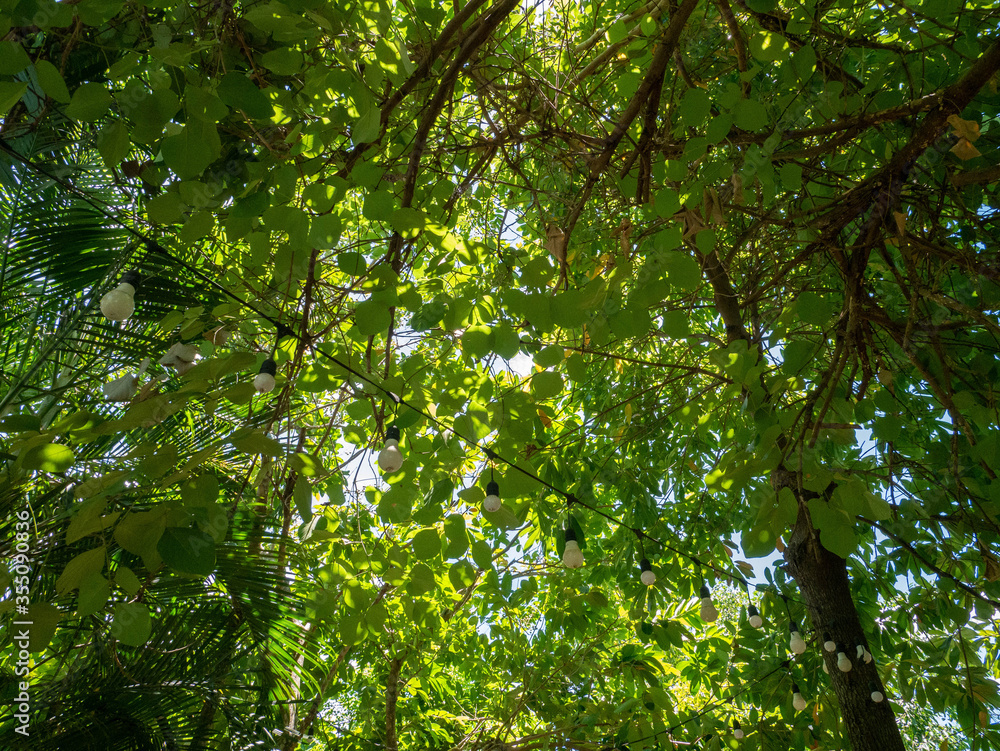 Fototapeta premium View of the tree in an upward view with the light bulb on