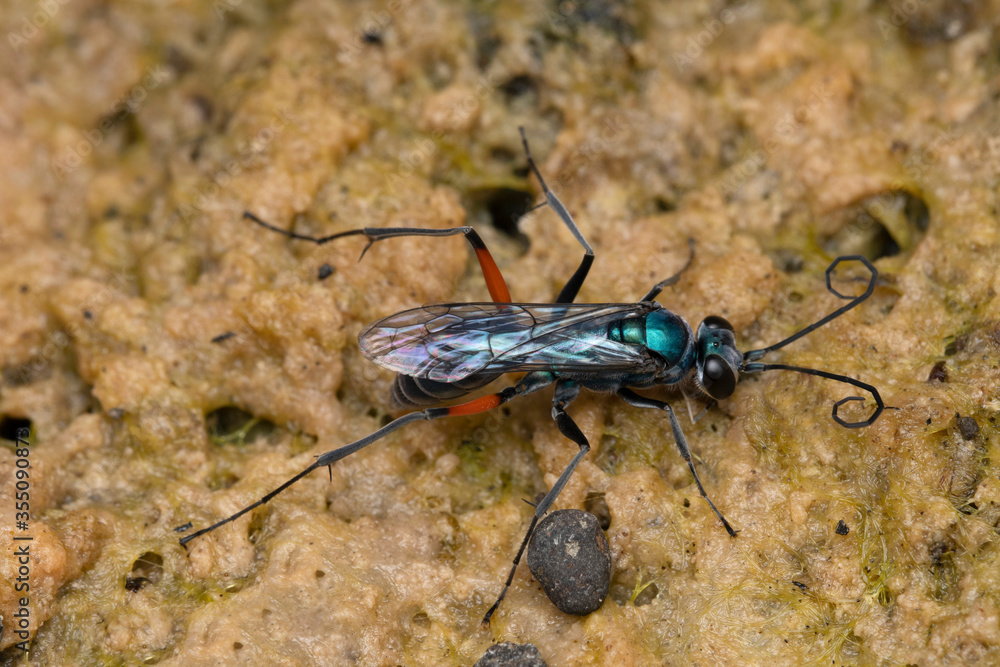 Cockroach wasp, Ampulex compressa, Ampulicidae, Lonand, Satara, Maharashtra, India Cockroach wasp, Ampulex compressa, Ampulicidae, Lonand, Satara, Maharashtra, India