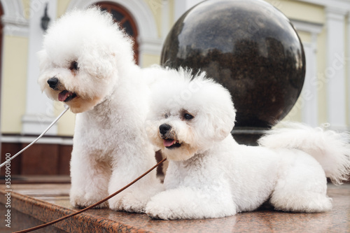 Two small white puppy Bichon Frize on the street