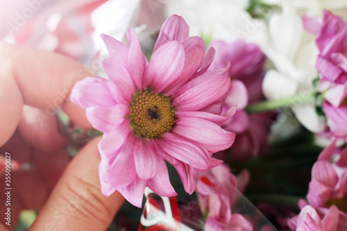 Beautiful pink spring flowers so close