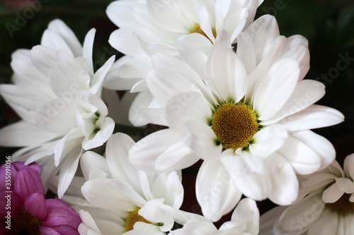 Beautiful white spring flowers so close