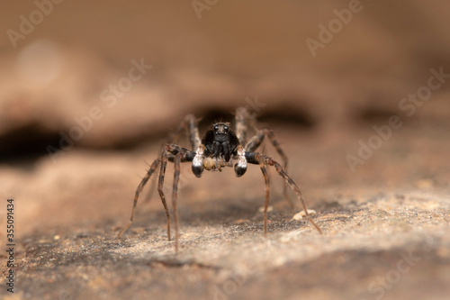 Male, Shore spider, Pardosa milvina, Lycosidae, Lonand, Maharashtra, India