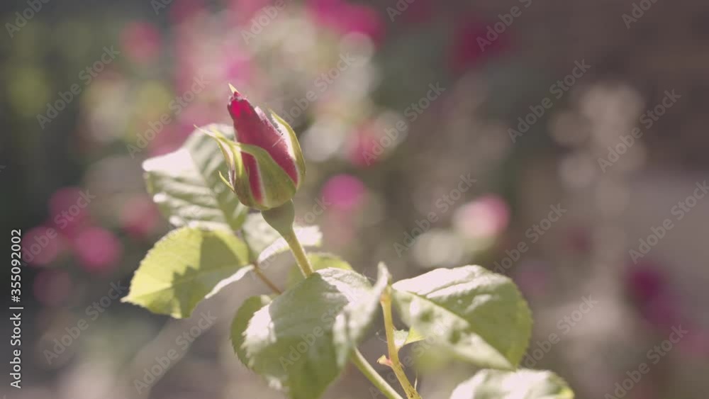 A single rosebud shakes in a light breeze through a flower garden A single rosebud shakes in a light breeze through a flower garden