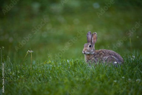 Wild bunny rabbit in grass © Charles Baden
