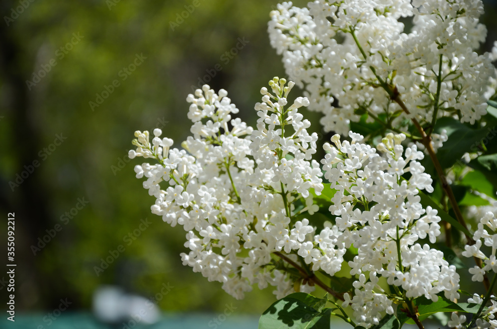 white flowers of a lilac white flowers of a lilac