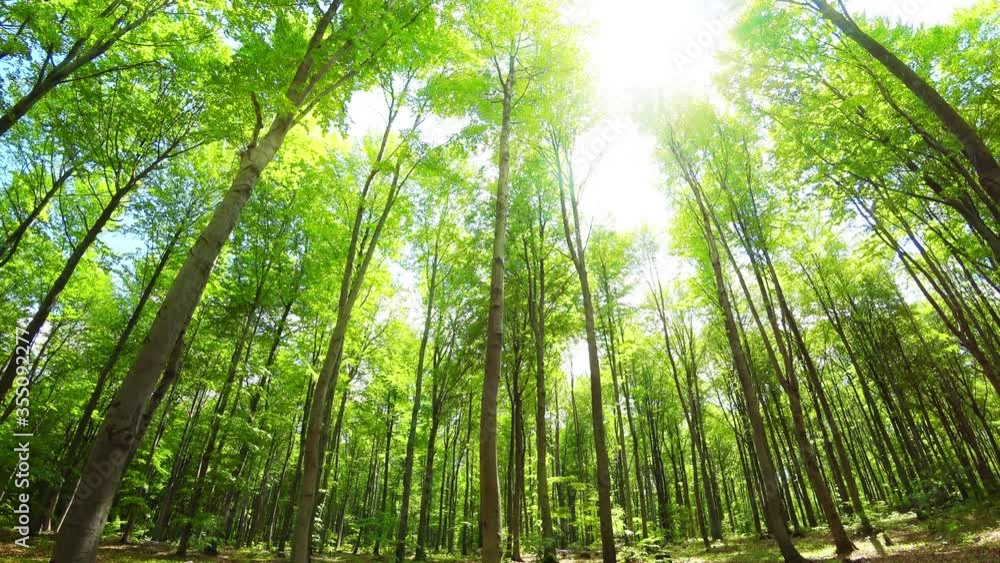 Beech forest in spring by soft light - loopable 02 Beech forest in spring by soft light - loopable 02