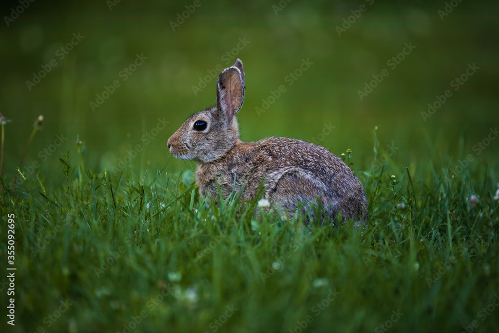 Fototapeta premium Wild bunny rabbit in green grass