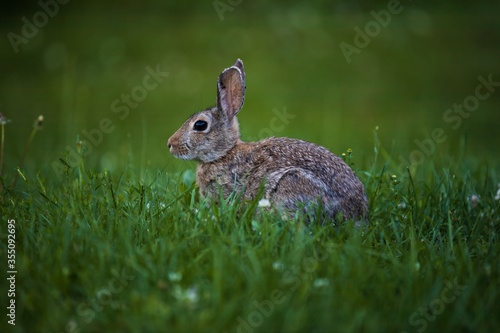 Wild bunny rabbit in green grass © Charles Baden