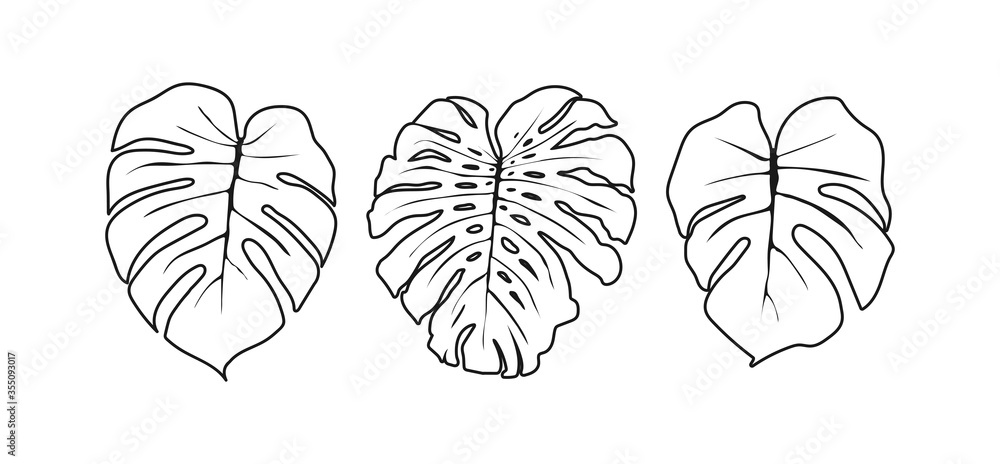 tropical leaves on a white background in black and white made in vector