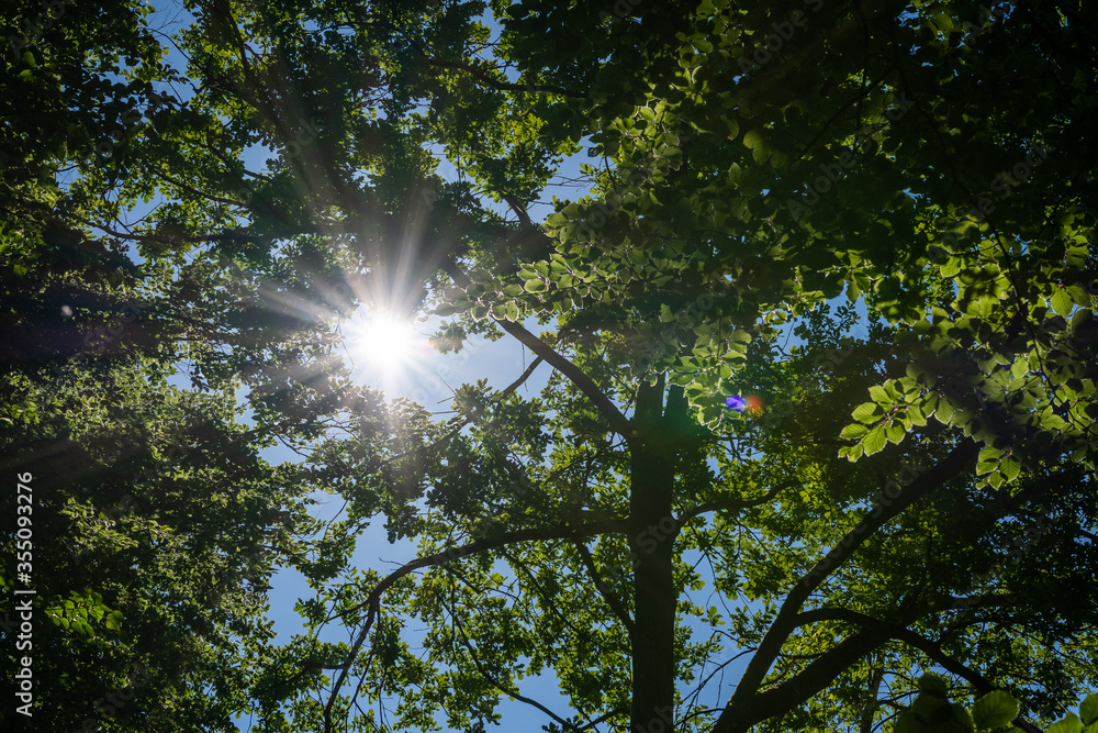 Obraz premium Wald mit Sonnenstrahlen