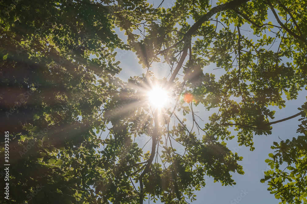 Obraz premium Sonnenlicht im Wald - Energie in der Natur