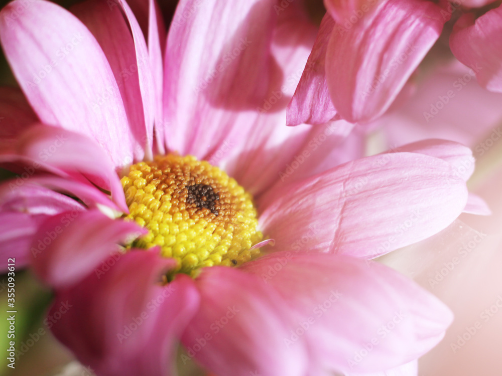 A pink petals chamomile flower. Close-up. A pink petals chamomile flower. Close-up.