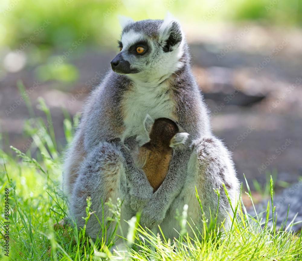 Obraz premium Ring-tailed lemur with a baby