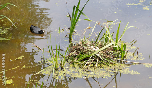 Coot`s nest coot with eggs photo