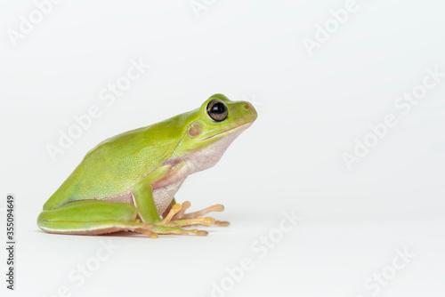 Dumpy frog  on white background