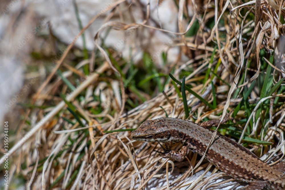 Common wall lizard resting in grass