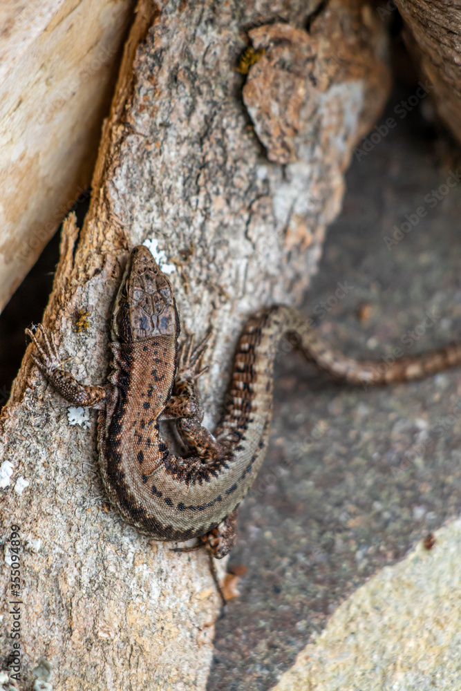 Fototapeta premium Common wall lizard close up
