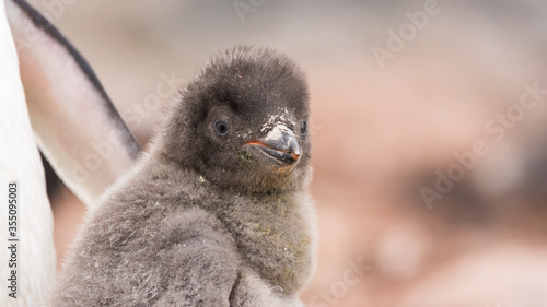 Εκτύπωση καμβά close up of an adelie penguin chick