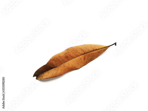 A dry brown mango leaf on a white background.