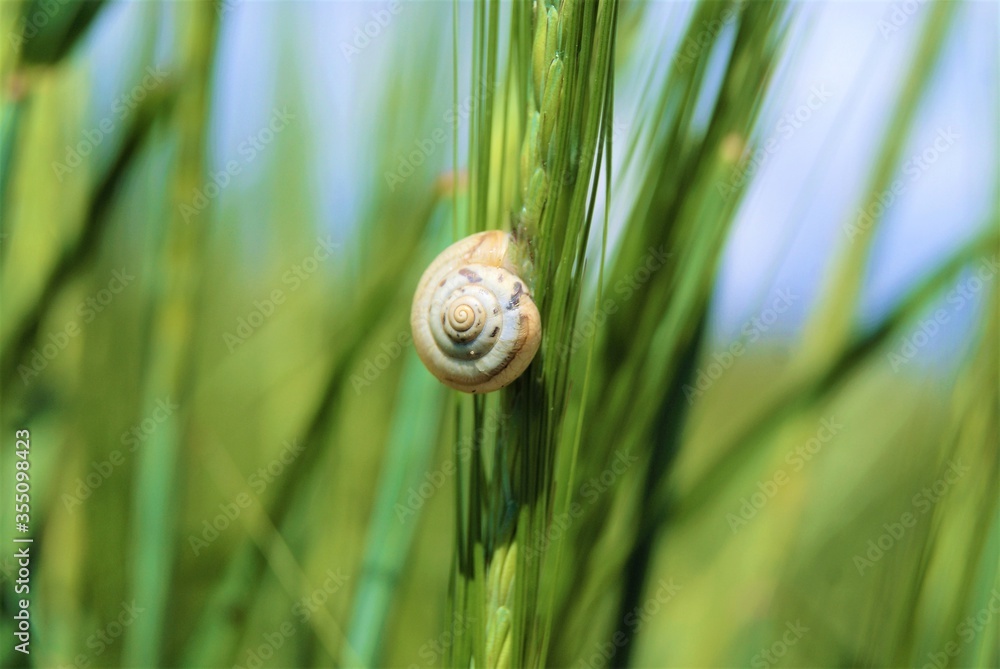 а little snail sleeps on a green spikelet а little snail sleeps on a green spikelet
