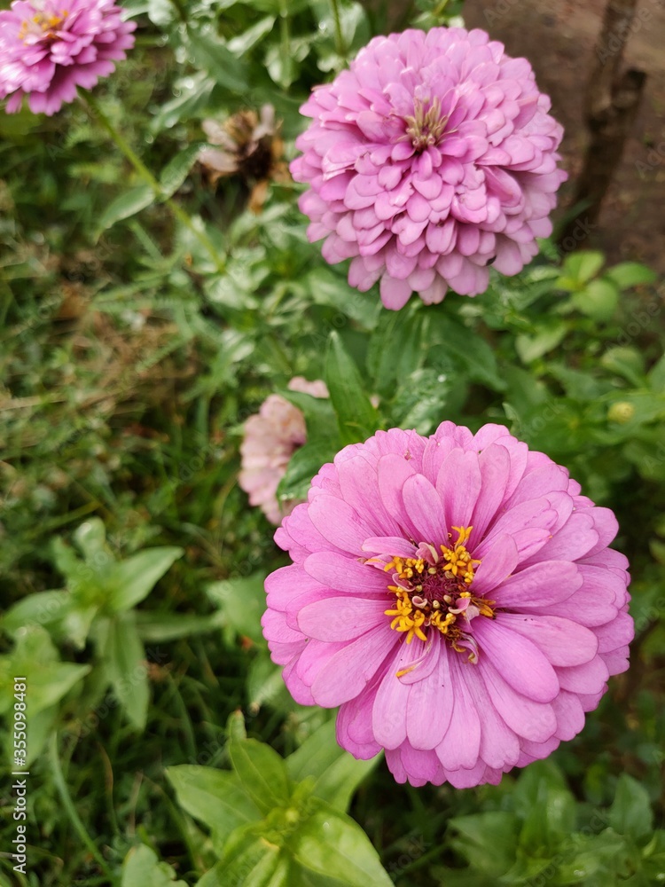 Obraz premium pink dahlia flower