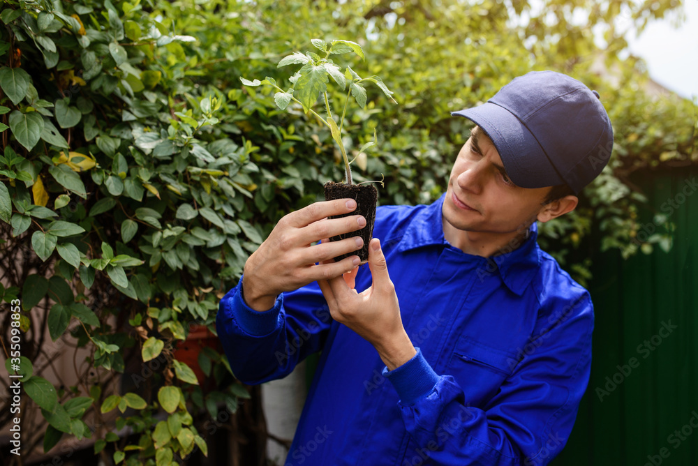 Young man gardener is holding in his hands a tomatoes seedling