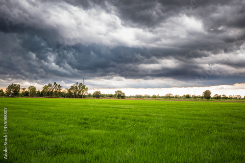 Storm Clouds Over Rice Field