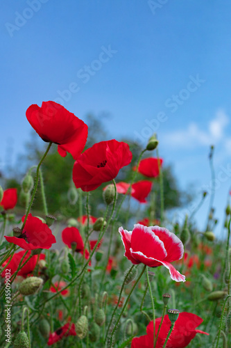 Wild flowers - poppies  cornflowers  daisies in the meadow.