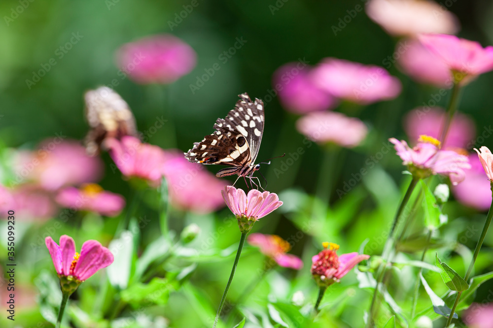 Beautiful butterfly rests on a flower in the Lake Manyara National Park, Tanzania Beautiful butterfly rests on a flower in the Lake Manyara National Park, Tanzania