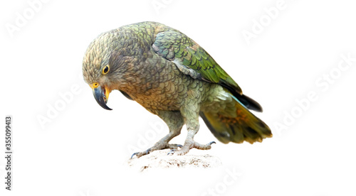 Isolated on white background, mountain parrot, Kea, Nestor notabilis, endangered brown-green parrot from South Island, New Zealand, sitting on a rock. photo