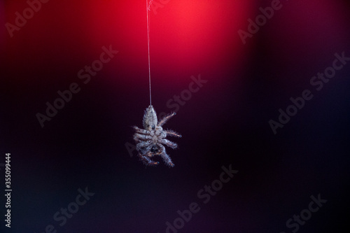 Spider swinging in a spiderweb with red and purple light behind 