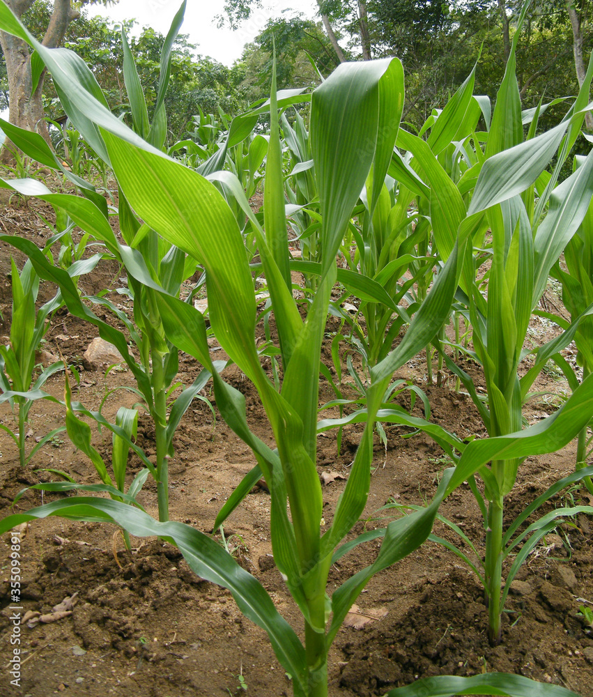 Obraz premium Green corn field.Farming of Cone in Sri Lanka.