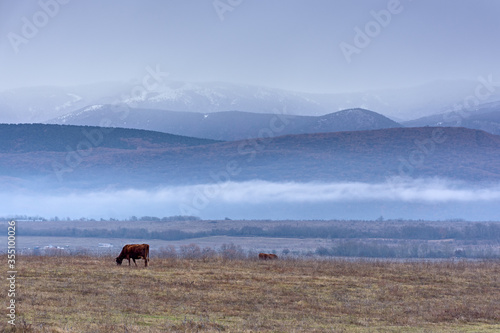A brown cow grazes in a meadow in winter against the backdrop of mountains. Winter village landscape with mountains and fog. The breeding of cows. A picturesque landscape with a purple haze.