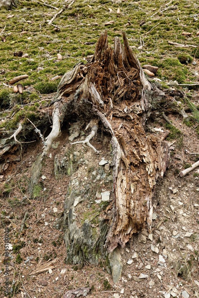 Old cracked stump on hillside with moss in background Old cracked stump on hillside with moss in background