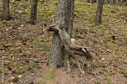 Old wood in shape of small deer leant by the tree trunk photo