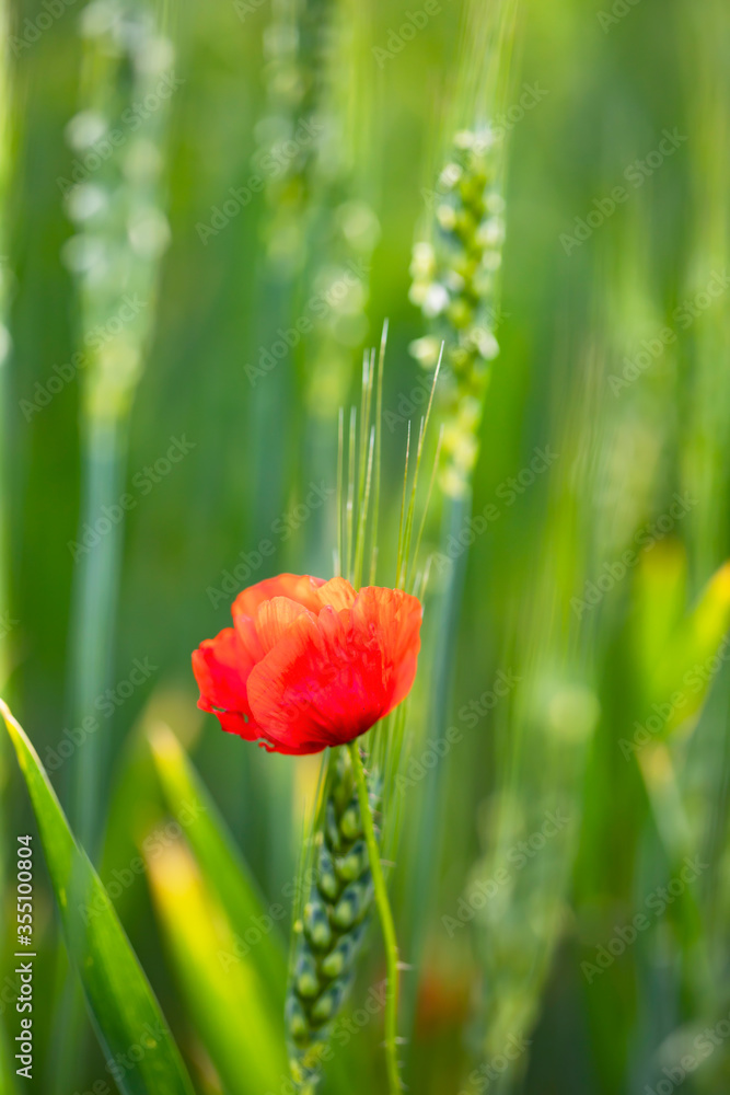 Fototapeta premium Poppy flowers in the sun.