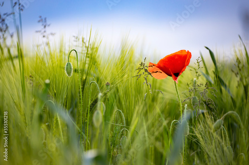 Poppy flowers in the sun.