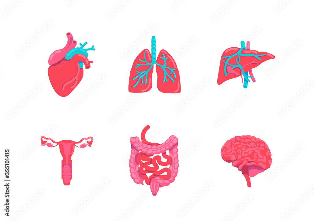 Human body anatomy parts flat color vector objects set Stock Vector ...