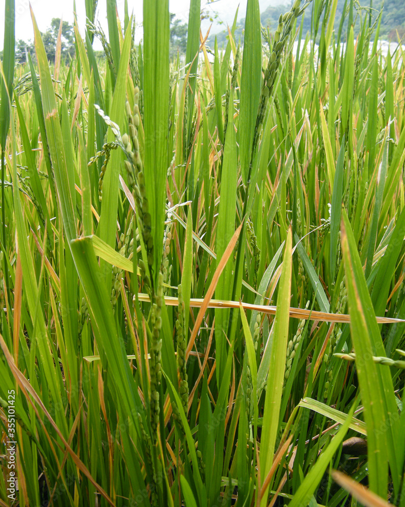 Rice paddy field with just before harvest.Paddy farm in Sri Lanka.Young rice seeds. Rice paddy field with just before harvest.Paddy farm in Sri Lanka.Young rice seeds.